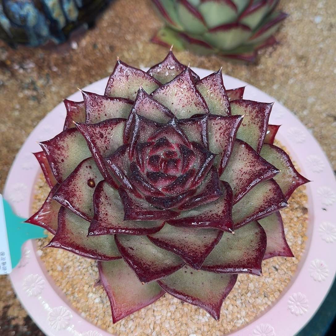 从前慢花园东云系多肉0202-82