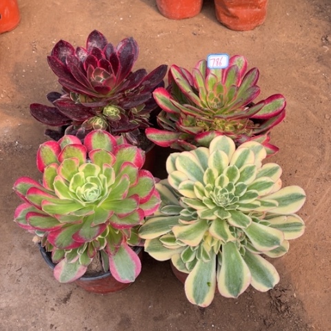 786多肉植物组合