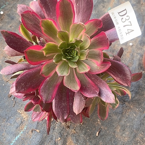 374赤霞飞多肉法师锦