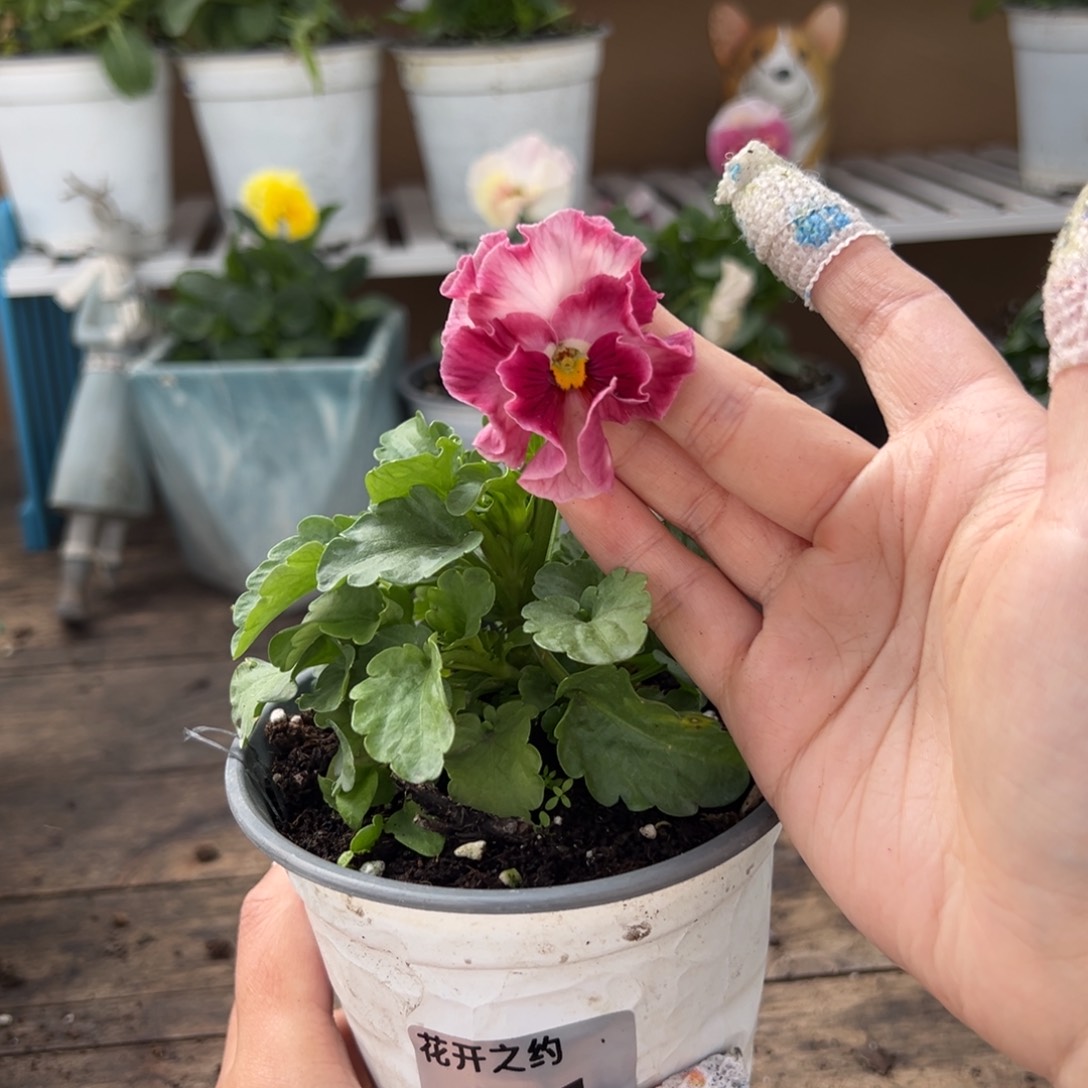 【闪购商品】完全开放221号玛丽琳