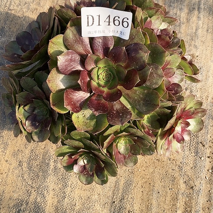 1466黑牡丹多肉不周正