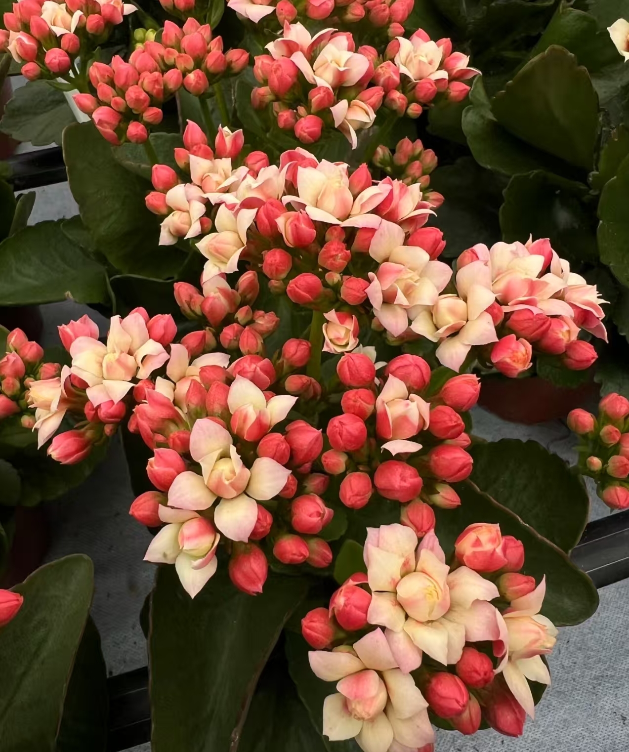 桃花岛，新品110原盆原土