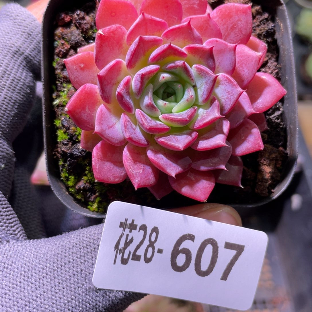 花利美28-607胭脂