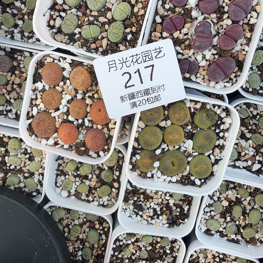 哈哈哈你真的会有这种217好