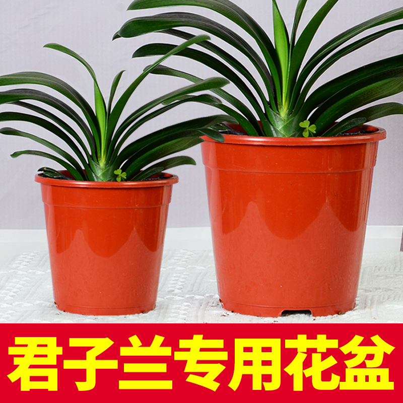 君子兰花盆育苗嘉利盆塑料加厚家用阳台室外多肉大口径直筒高花盆