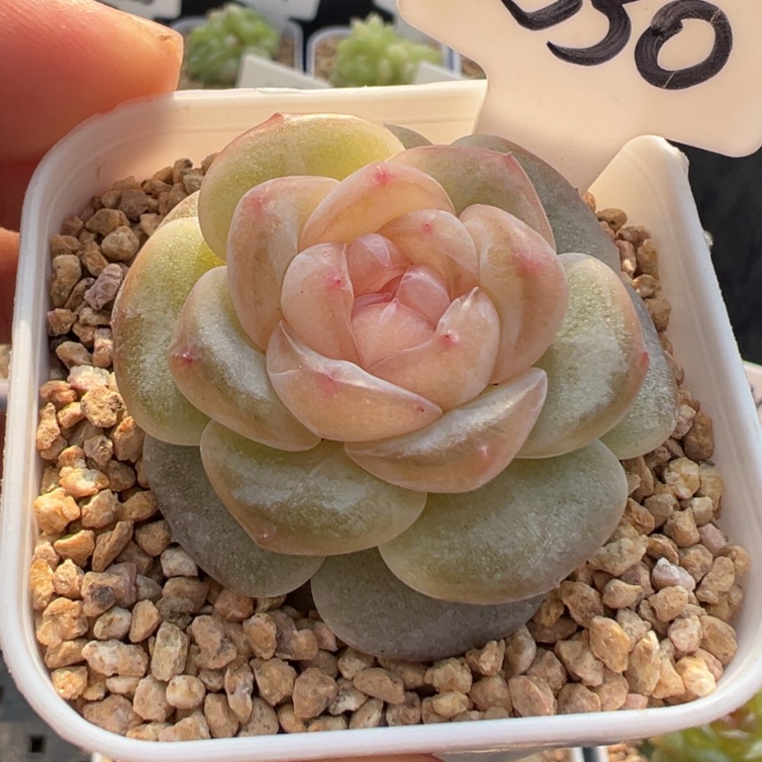 530号海棠 晗雨多肉