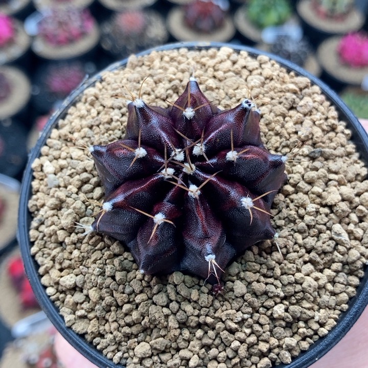 四大黑金刚之一 nina