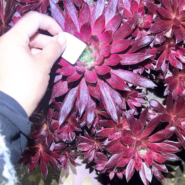 季*风多肉植物一物一拍108
