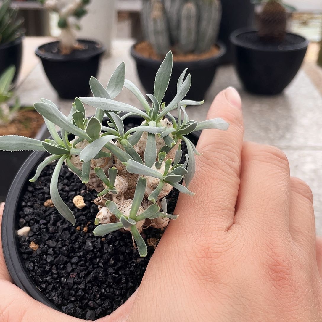 66666666666666666666