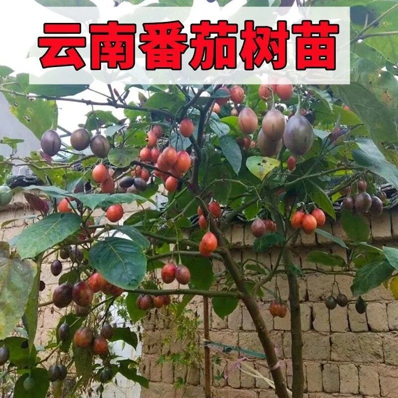 云南特产大树番茄现货现发大树番茄苗子番茄四季可种绿植阳台盆栽