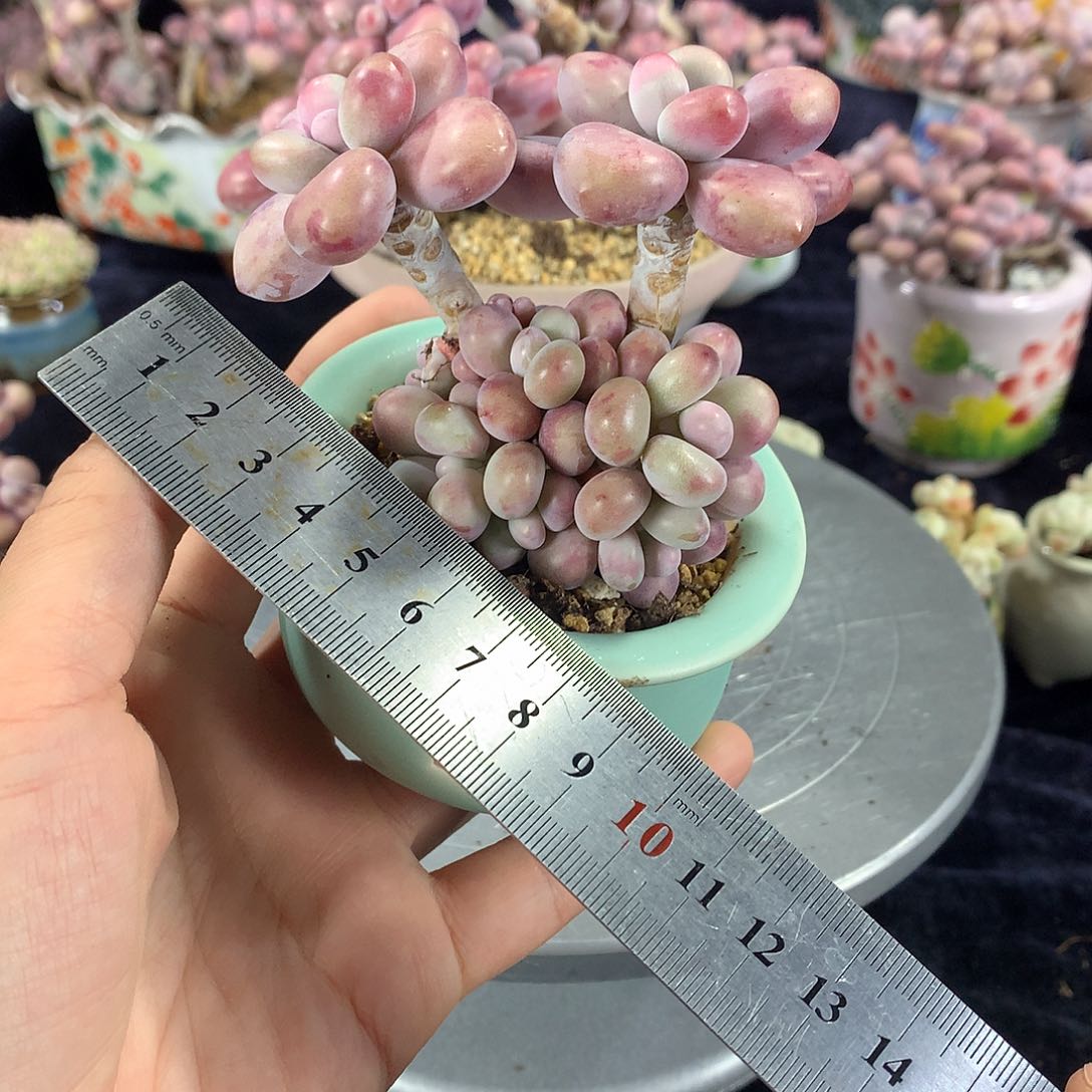 72号带盆偏远地区不包邮的