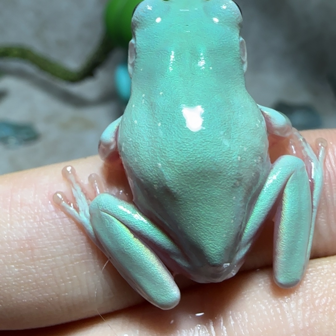 老爷树蛙兔腿专拍