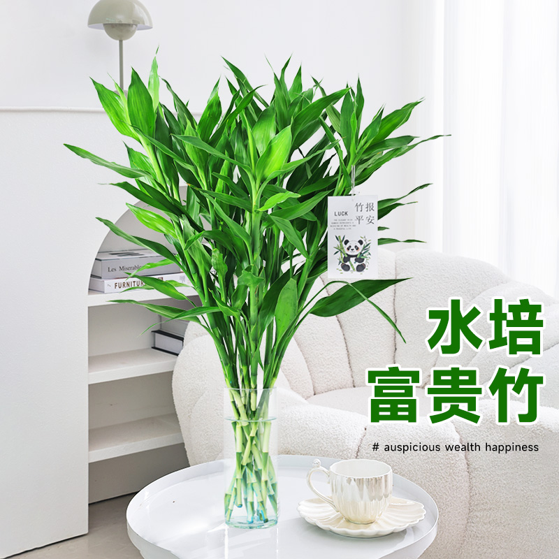 富贵竹小竹70-80厘米水培绿植花卉办公室居家客厅节节高净化空气
