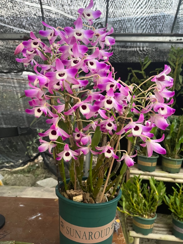 金钗石斛。花朵大开花漂亮新手必备。