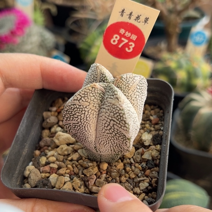 实生四角带V恩冢3.8cm