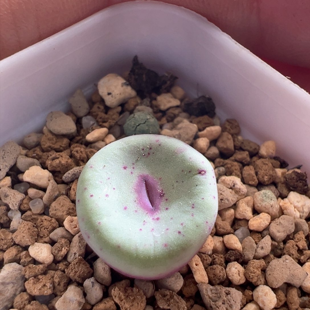 857。编号丢失红嘴 多肉