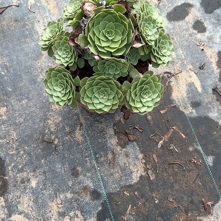 不售后法师一物一拍77