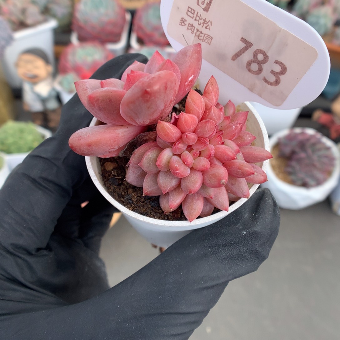 783 爱丽儿缀多肉