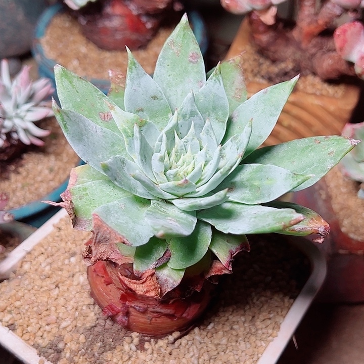 9032绿雪山仙女杯多肉