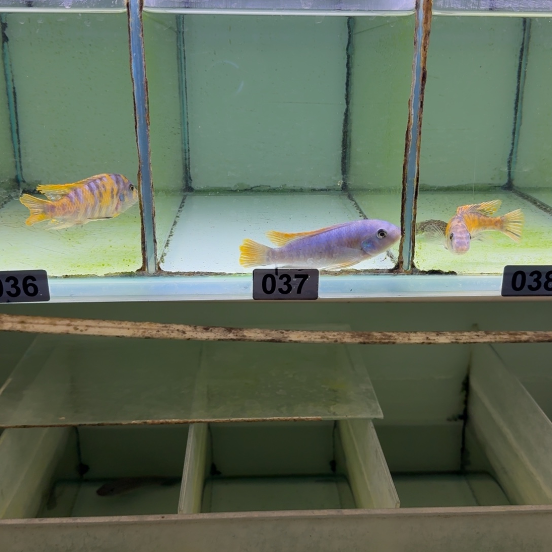 小***米慈鲷鱼37号美系纳坎10厘米