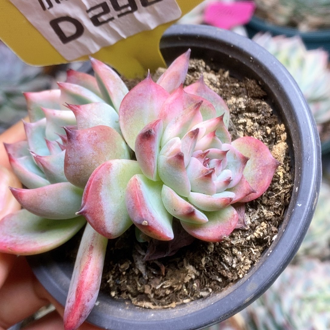 D290锦锦锦锦锦锦锦