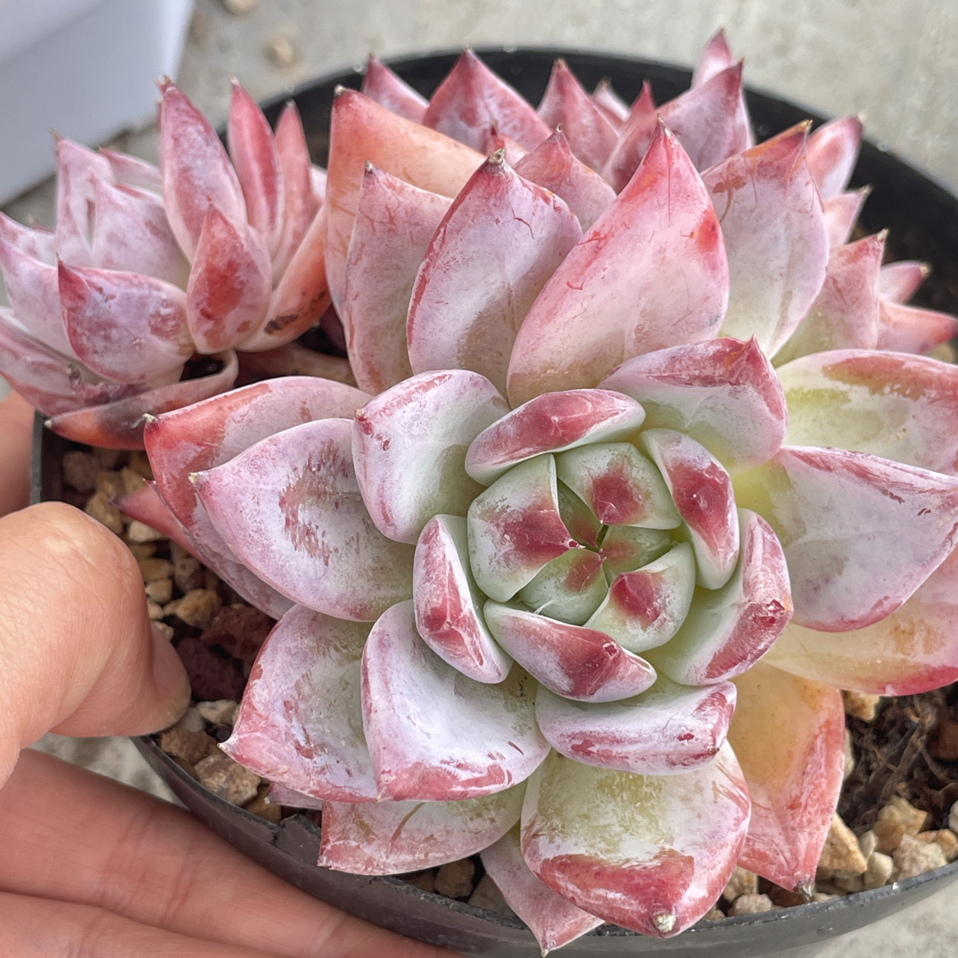 宠物多肉植物韩版蜜卡大三头12公分
