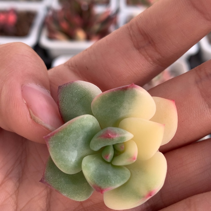 三文鱼锦锦哥多肉