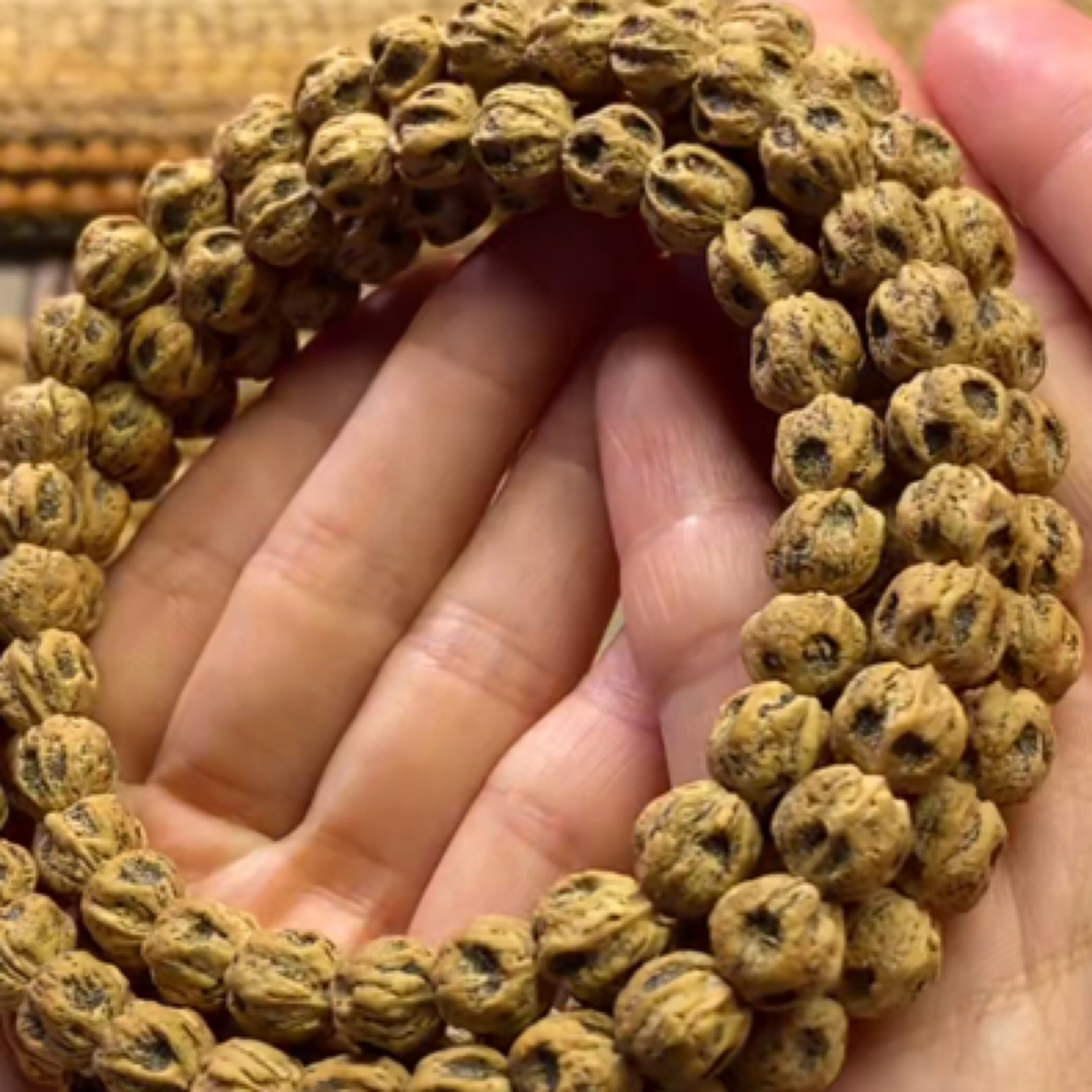 高油高密热振麻皮深坑鬼脸狮陀林百香籽