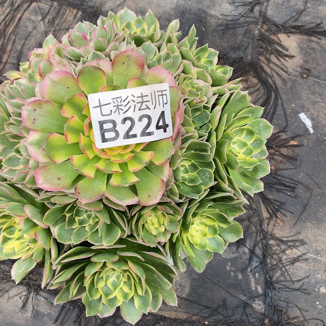 z***l暖暖法师B224–海王58福利福利