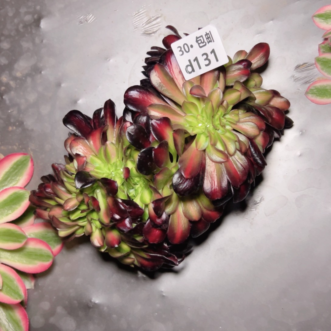 131花那缀多肉法师