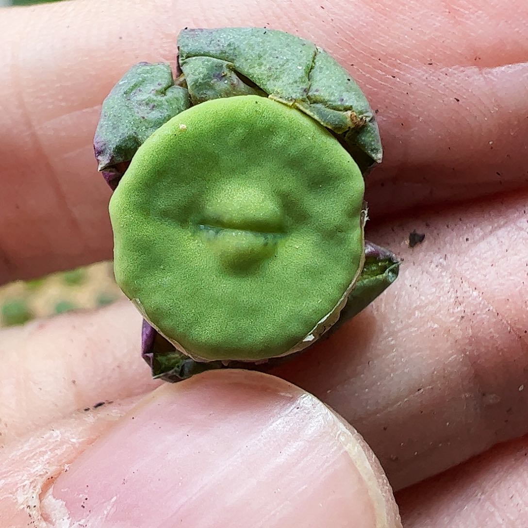 2736/拿铁多肉植物馆