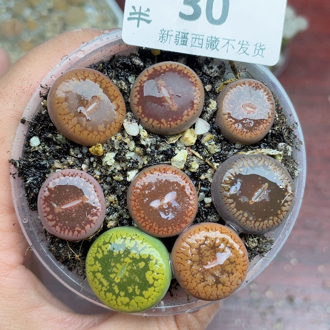 300000花鼓励他花花谷据统计