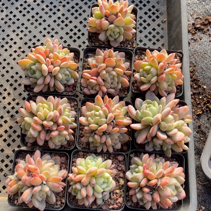 ****好全明星多肉七方盆一组10个6号