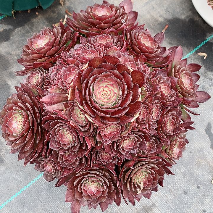 法师图片多肉植物