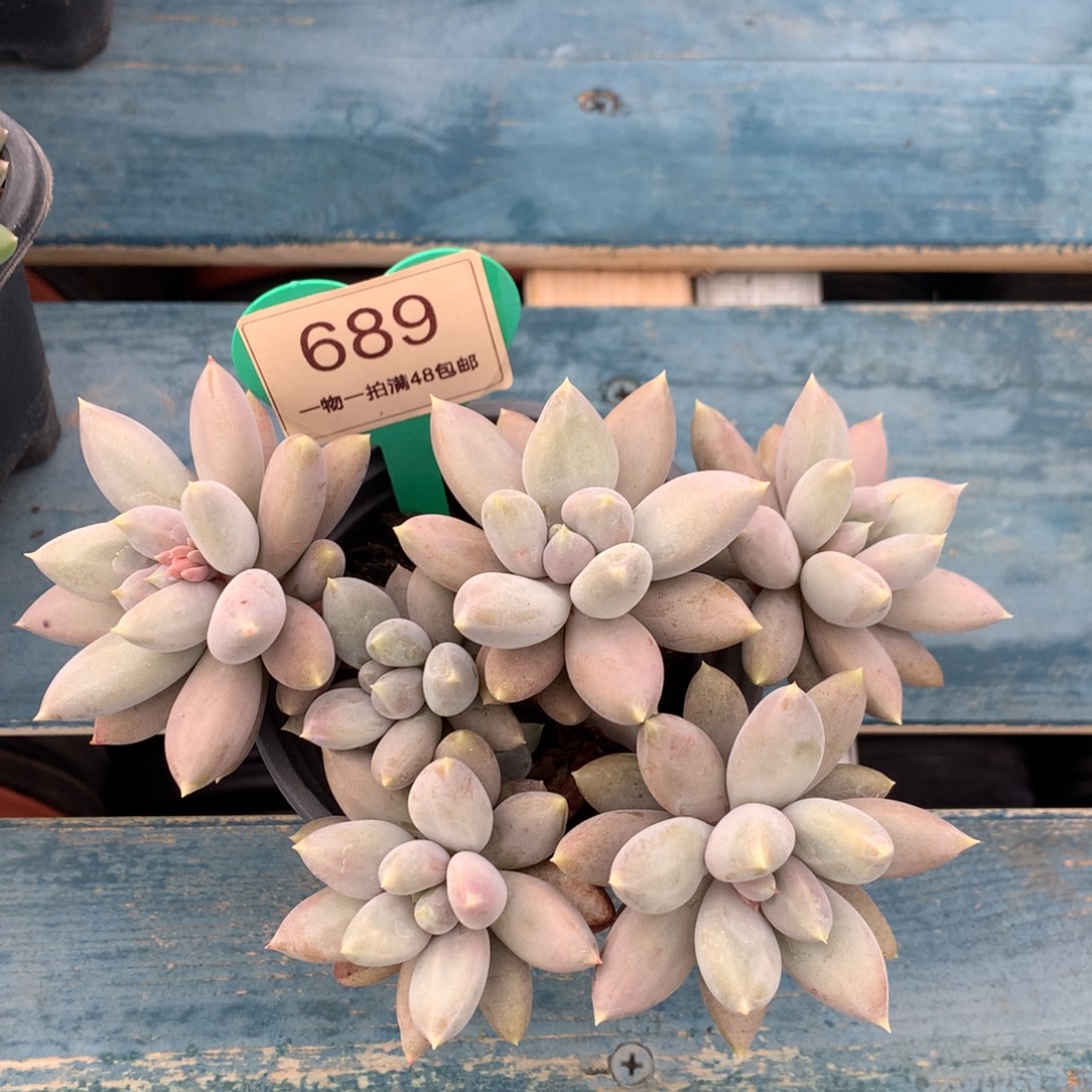 哥特萝莉无砍平头689