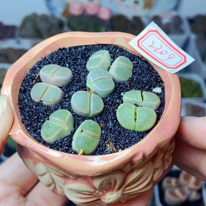 樱桃爱妃们的美肉