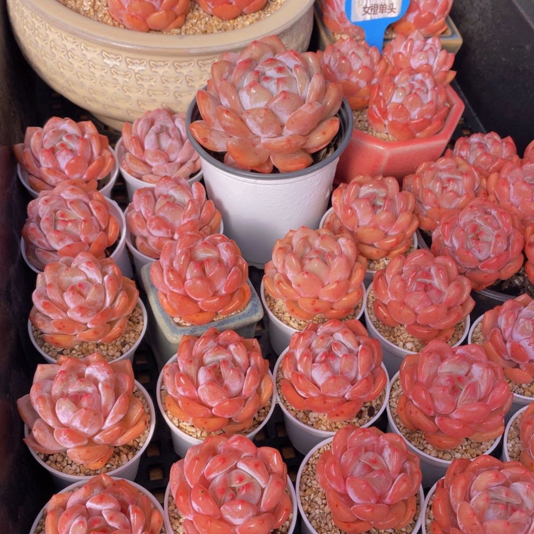 量拍66号 果冻韩版仙女橙单头5个