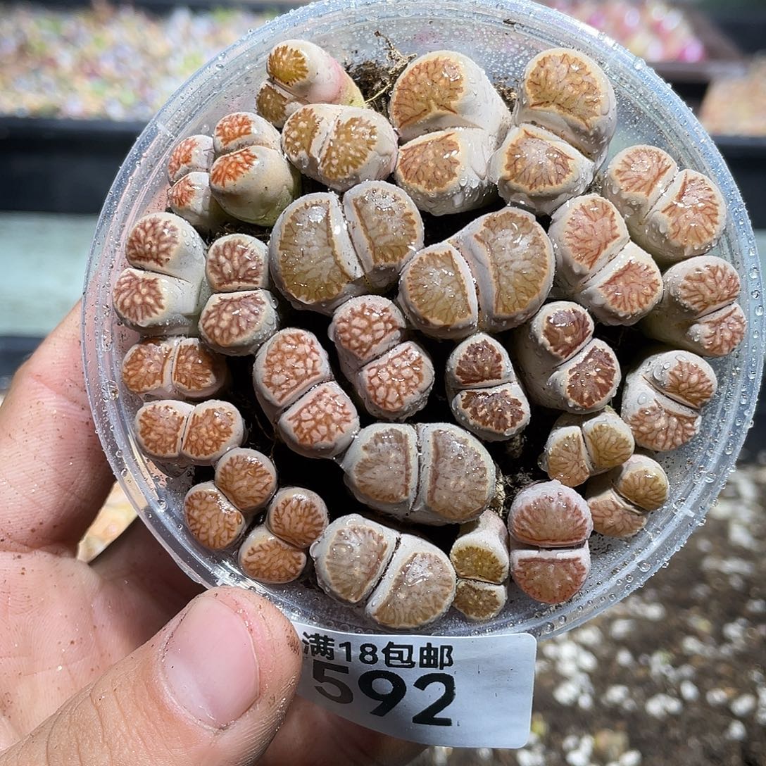 592当天凑满十八元包邮生石花