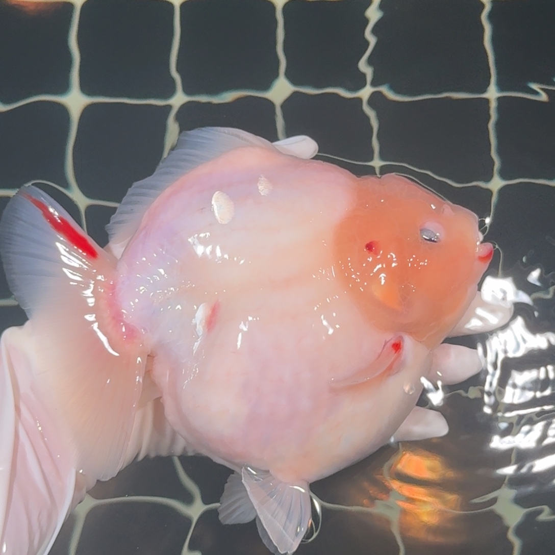 金鱼精品高货短尾将军狮子