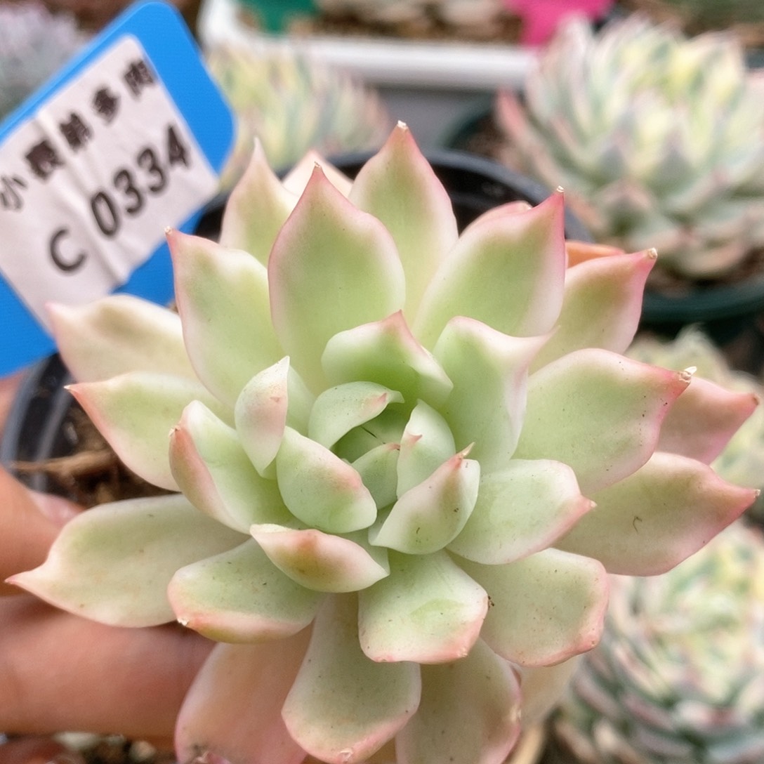 334宝莲灯锦锦锦锦锦锦