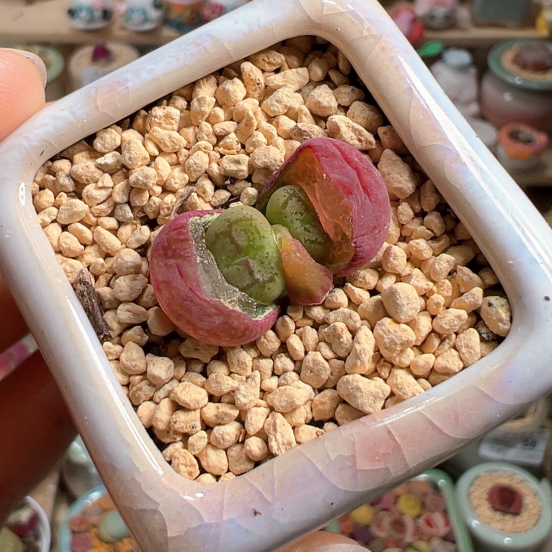 多肉植物74号毛变异