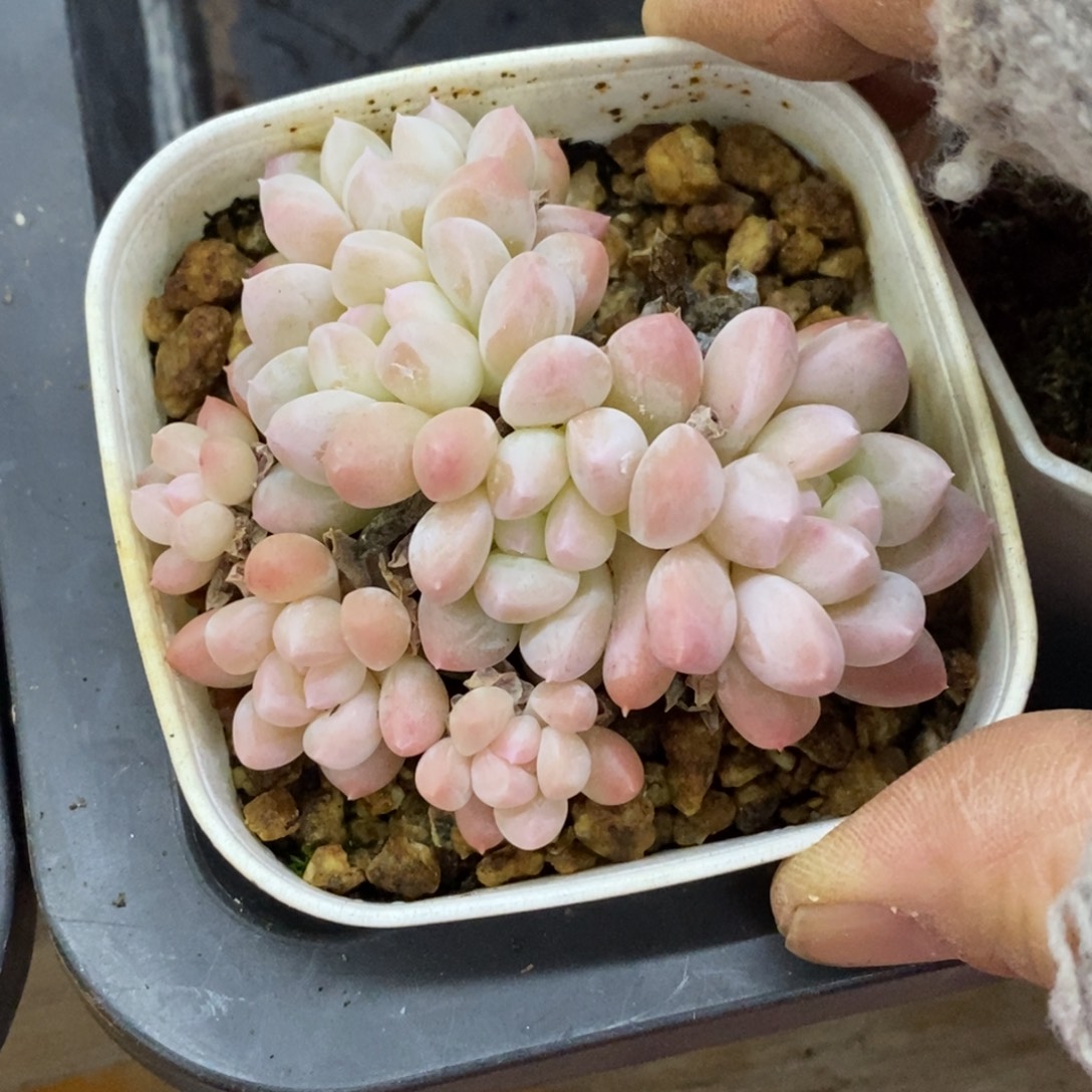 精品多肉一物一拍不包整403