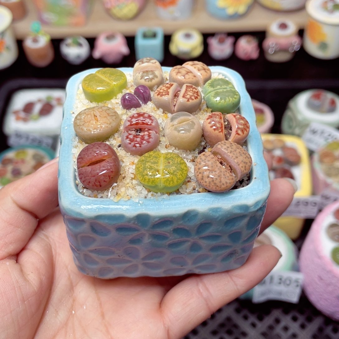 w1307 带盆土发货- 零下地区拍保温箱