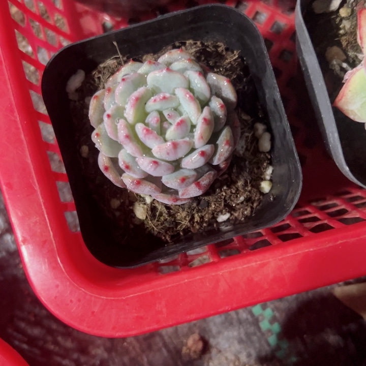 草*酱白胖子精品多肉植物