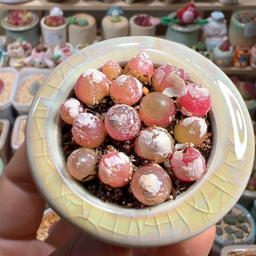 多肉植物31号灯泡