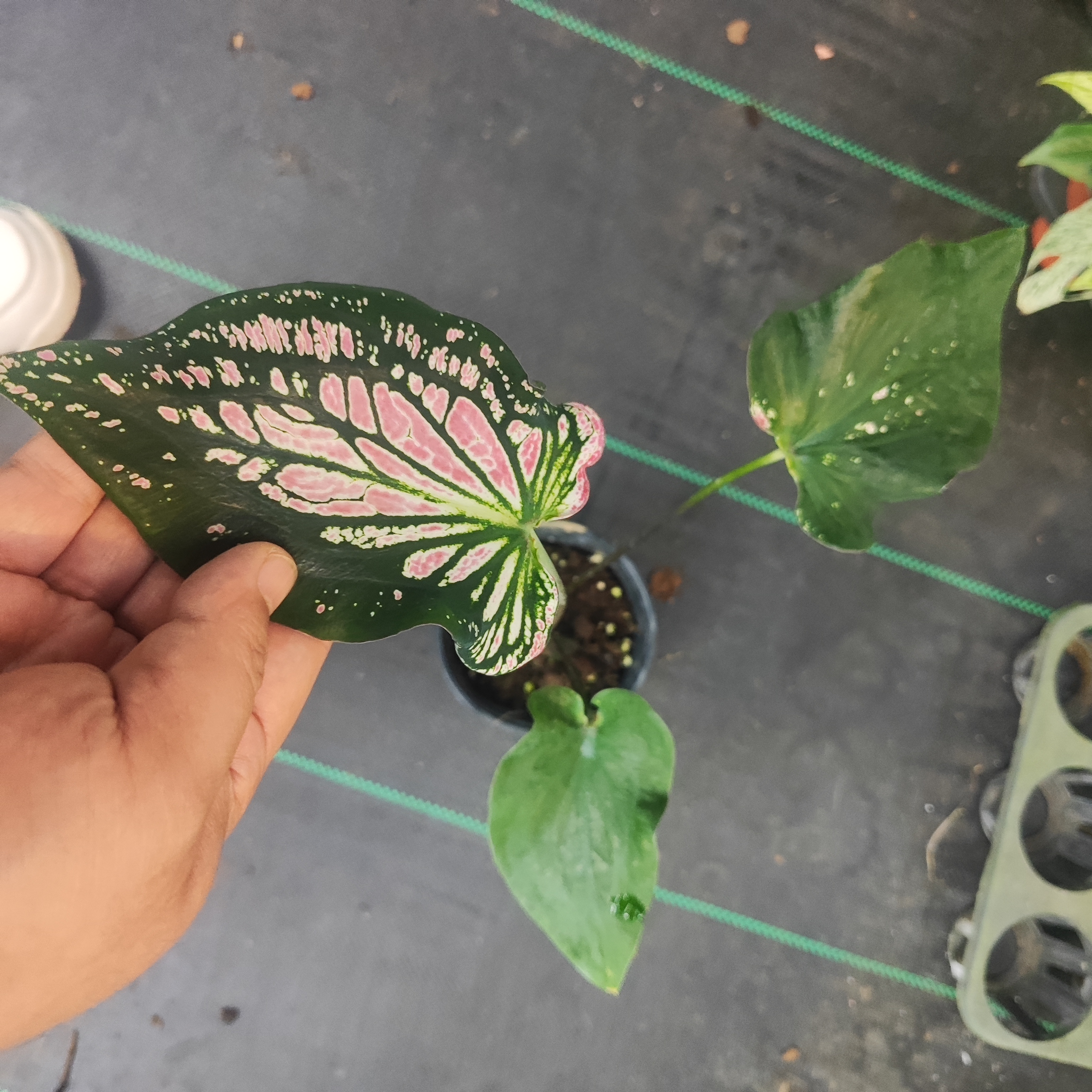 小盆粉色和声彩叶芋室内观叶植物网红ins风懒人绿植