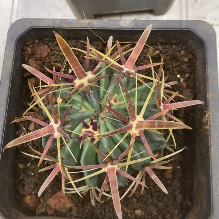 实生宽刺日出特价2