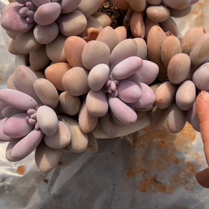 桃蛋老桩3-5多肉植物