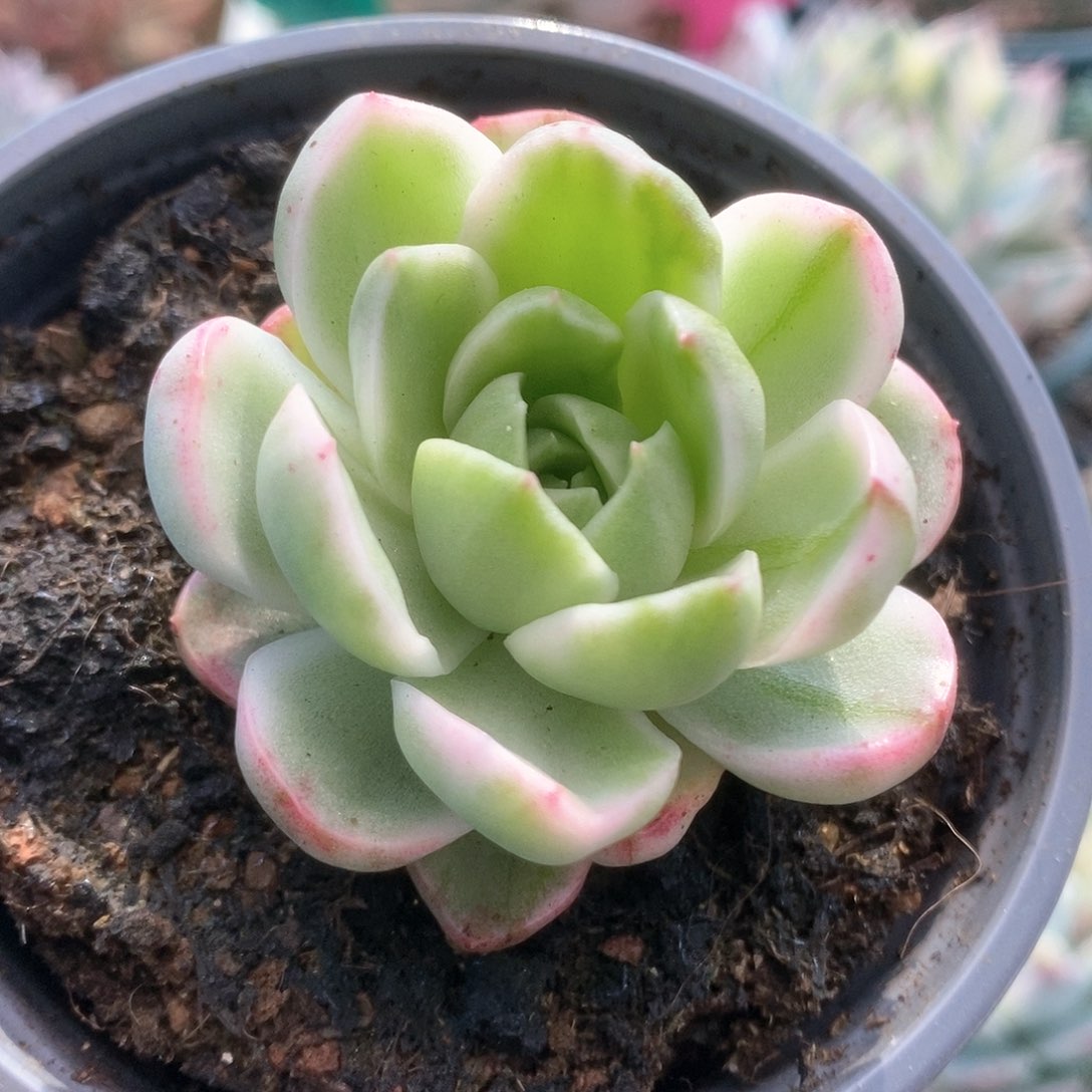 047黄玫瑰锦锦锦锦锦锦