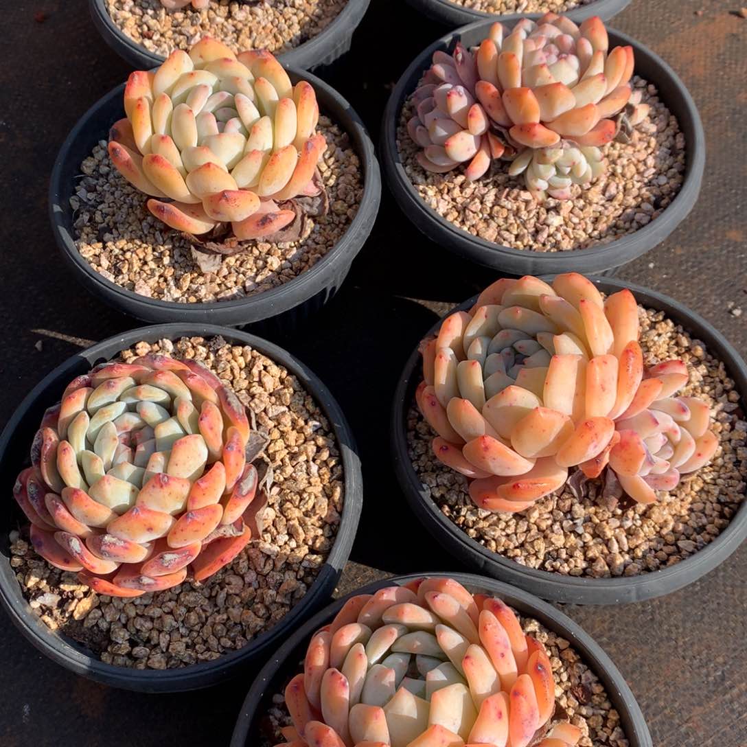 浅*?橙努力橙梦露橙没错了